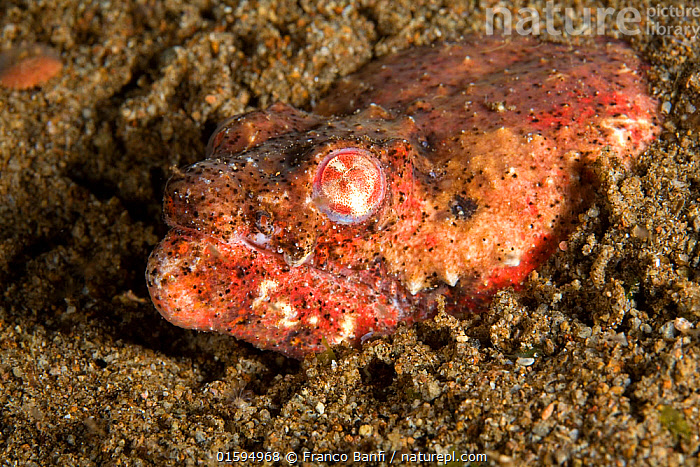 Crocodile Snake eel Brachysomophis crocodilinus Stock Photo - Alamy