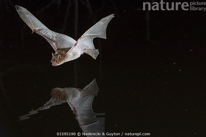Stock photo of Rendall's serotine bats (Neoromicia rendalli) drinking ...