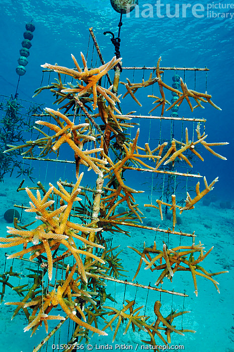 Staghorn coral (Acropora cervicornis) found at Caverns. - Living Oceans  FoundationLiving Oceans Foundation