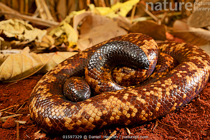 Snakes of Central and Western Africa