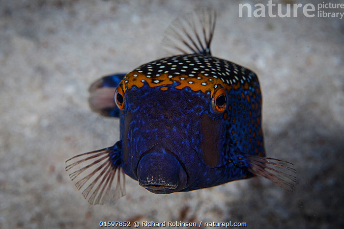 Stock photo of Spotted Boxfish (Ostracion meleagris) Namuka-i-Lau ...