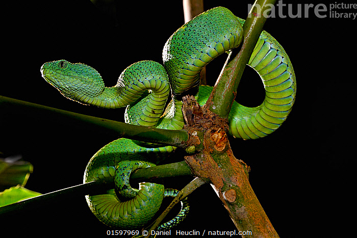 Stock photo of West African tree viper (Atheris chlorechis) portrait, Togo.  Controlled. Available for sale on