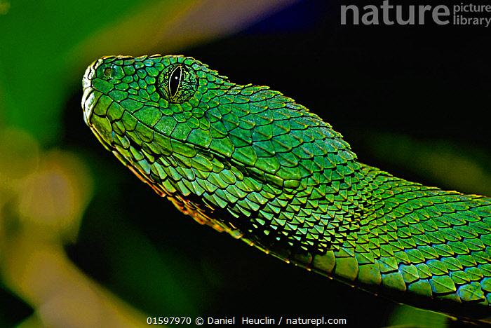 Stock photo of West African tree viper (Atheris chlorechis) portrait, Togo.  Controlled. Available for sale on