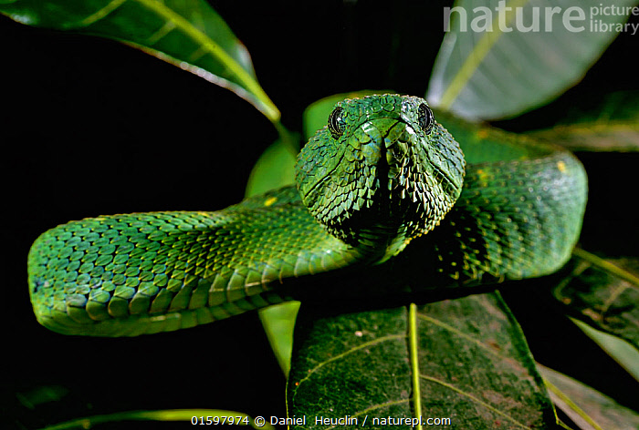 Stock photo of West African tree viper (Atheris chlorechis) portrait, Togo.  Controlled. Available for sale on