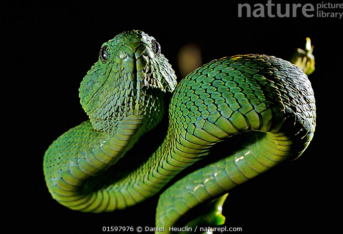 Stock photo of West African tree viper (Atheris chlorechis) portrait, Togo.  Controlled. Available for sale on