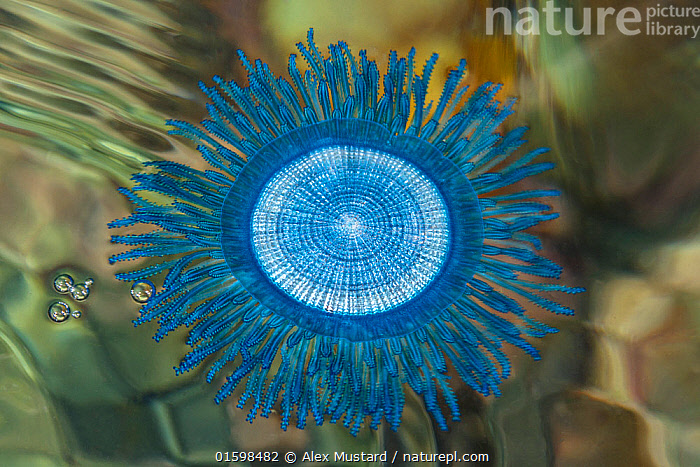 Bluebottle (topview) (Jellyfish of New Zealand) · iNaturalist