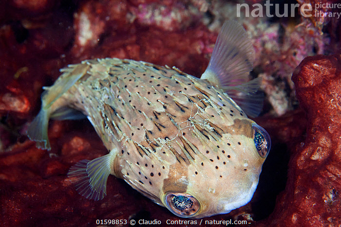 Balloonfish Balloon Fish Marine Science Institute. The University Of