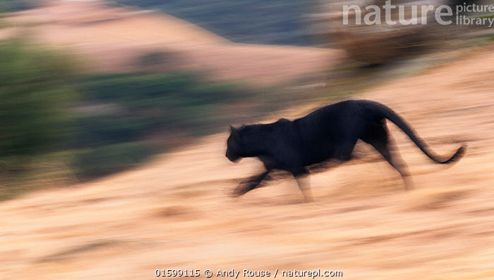 black panther running full speed