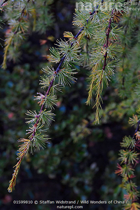 Stock photo of Chinese larch (Larix chinensis) Baima Snow Mountain ...