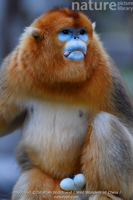golden snub nosed monkey male
