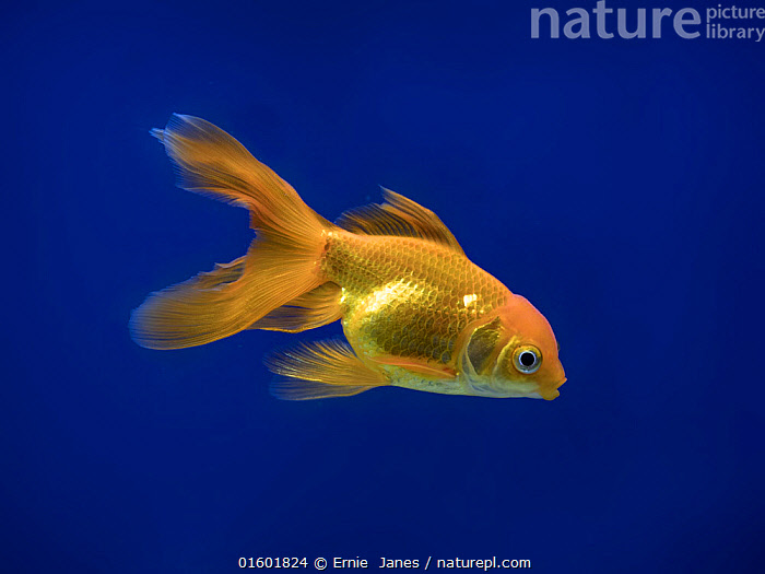 Stock photo of Fantail goldfish. Available for sale on www