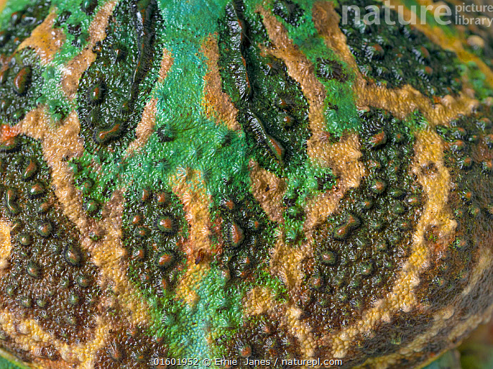 Stock photo of Argentine horned frog (Ceratophrys ornata) close up of ...