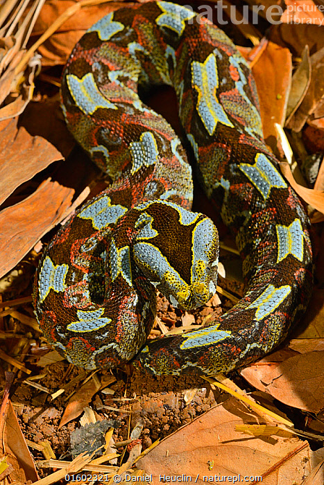 Stock photo of Butterfly / Rhinoceros viper (Bitis nasicornis). Captive