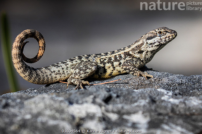 Stock photo of Northern curly-tailed lizard (Leiocephalus carinatus ...