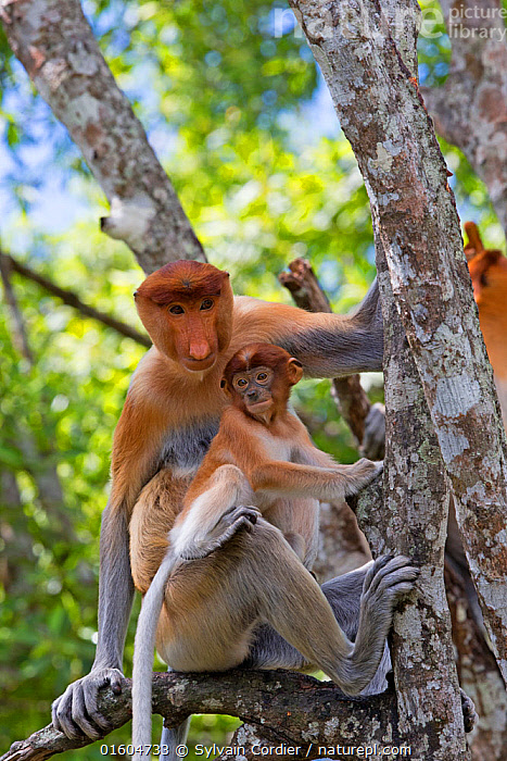 Stock photo of Proboscis monkey (Nasalis larvatus) female with young,  Sabah, Borneo.. Available for sale on