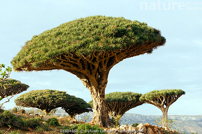 Stock photo of Dragon's blood tree (Dracaena cinnabari) Socotra Island ...