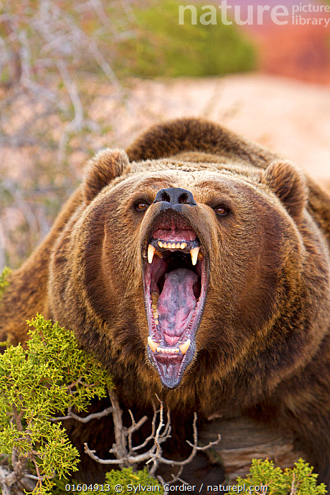 grizzly bear roaring