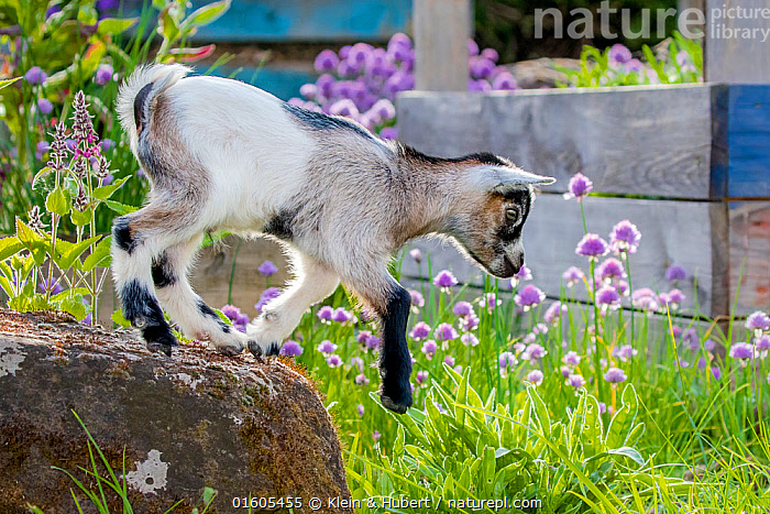 Goat In Garden Goats In The Garden