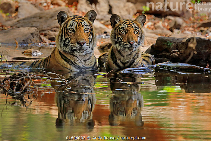 Stock Photo Of Bengal Tiger Panthera Tigris Female T19 Krishna With