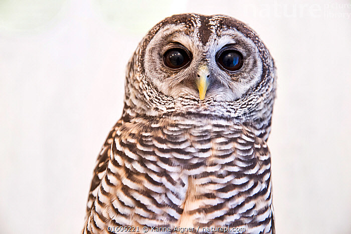 Strix Rufipes Stock photo of Rufous-legged owl (Strix rufipes) at the Akiba Fukurou ...