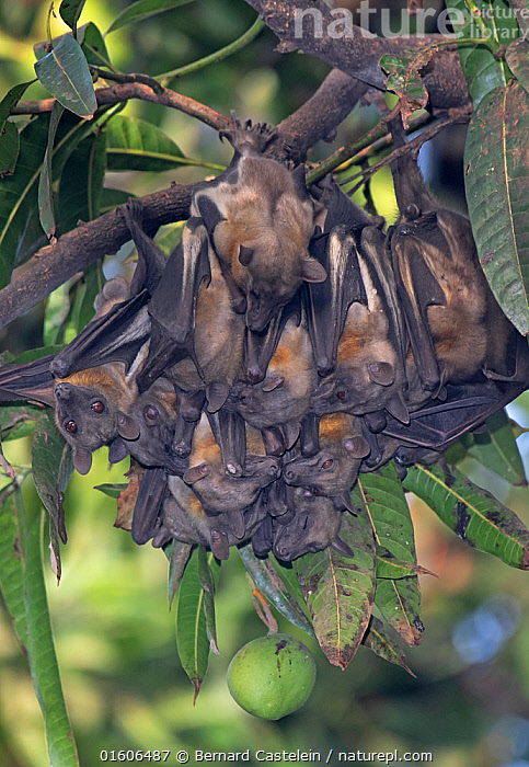 Kuluban (Fruit Bats) by Selina online Nadjowh on Linen