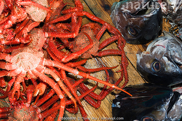 Stock photo of Many-spined king crab (Paralomis multispina) and fish heads  used as bait…. Available for sale on
