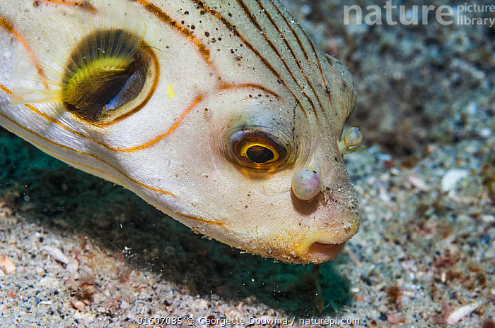 Stock photo of Striped puffer (Arothron manilensis) with deformed