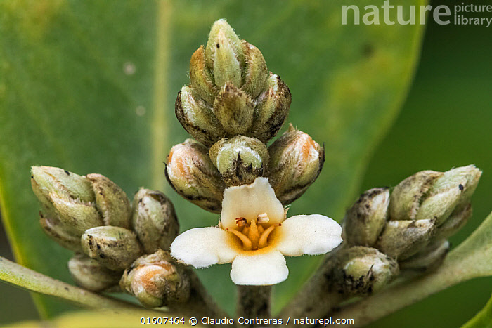 Stock photo of Black Mangrove (Avicennia germinans) flower, Magdalena ...