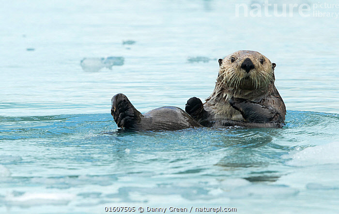 Stock photo of Sea otter (Enhydra lutris) resting on sea ice