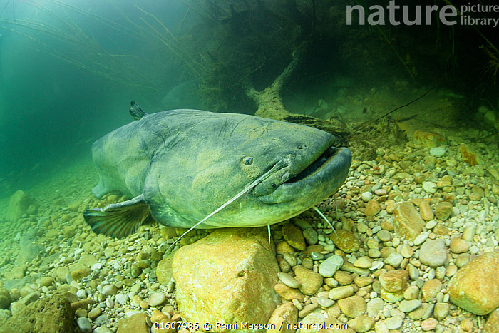 Stock photo of Giant wels catfish (Silurus glanis) sitting on the bottom of  a river. Rio…. Available for sale on