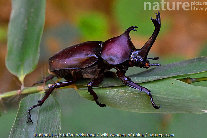 Acicnemis ryukyuana: Strange, spiny beetle discovered in Japan