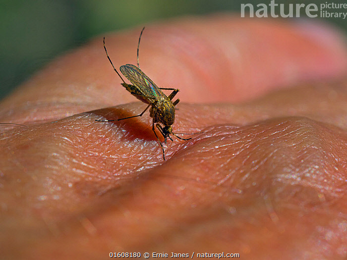 Stock photo of Mosquito Culiseta Theobaldia annulata sucking