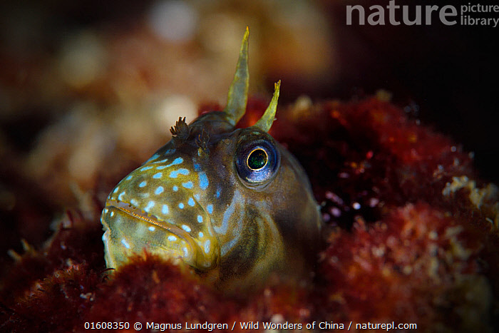 Red Rockskipper Stock photo of Stellar rockskipper (Entomacrodus stellifer), hiding in ...