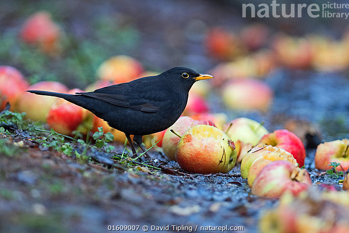 Stock Photo Of Blackbird Turdus Merula Male Feeding On Apples In stock-photo-of-blackbird-turdus-merula-male-feeding-on-apples-in