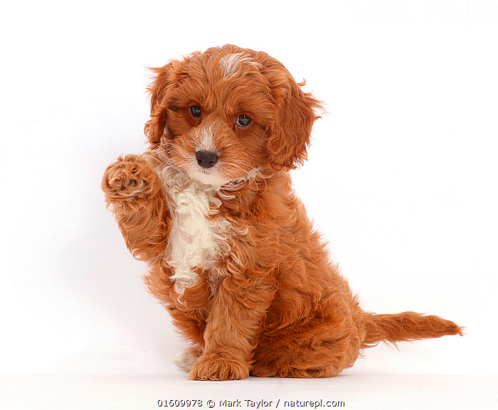 Cute store cavapoo puppies