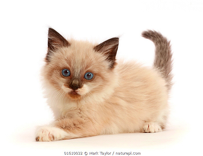 Siamese ragdoll best sale mix kittens