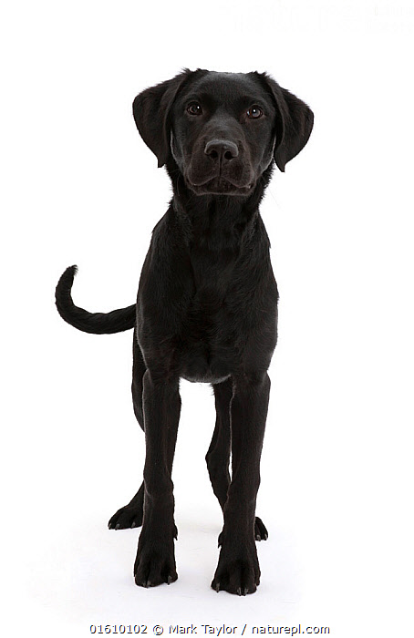 KREA - A portrait of a Black Labrador Retriever wearing an Atlanta Braves  shirt, Sigma 85mm f/1.4, DSLR 8k