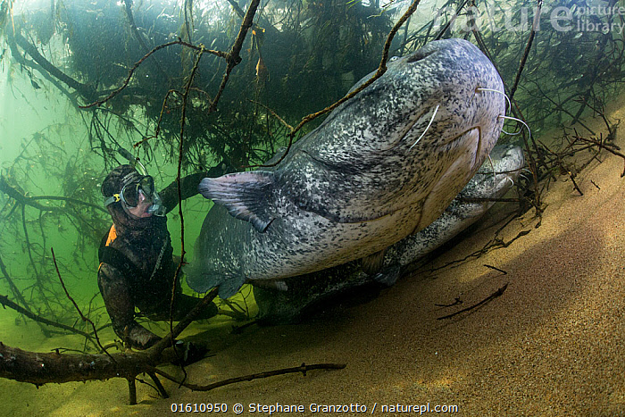 Stock photo of Wels catfish (Silurus glanis) and diver, view from below.  River Loire…. Available for sale on