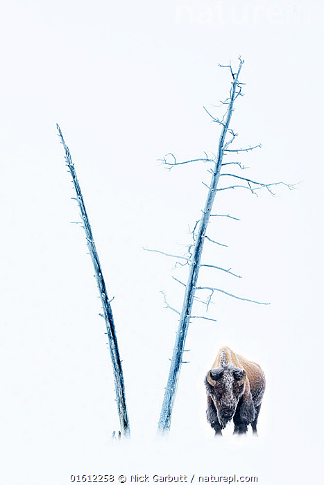 Stock photo of RF - American Bison (Bison bison) male in snow covered ...