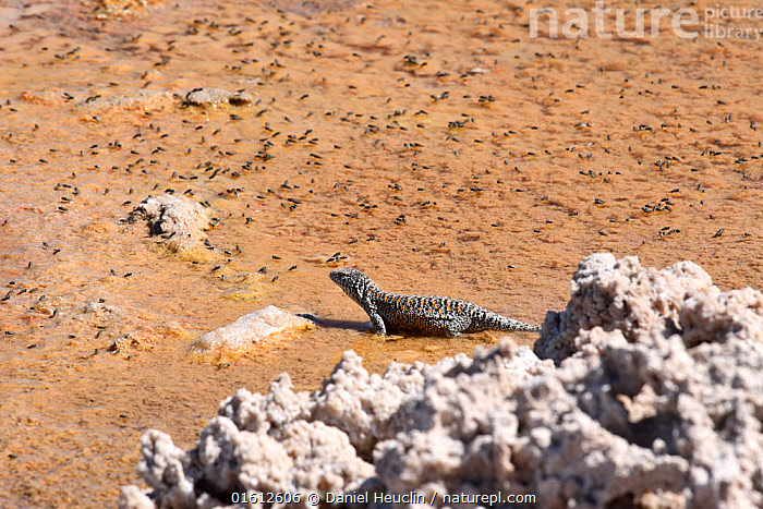 Stock photo of Fabian's lizard (Liolaemus fabiani) in salt flat