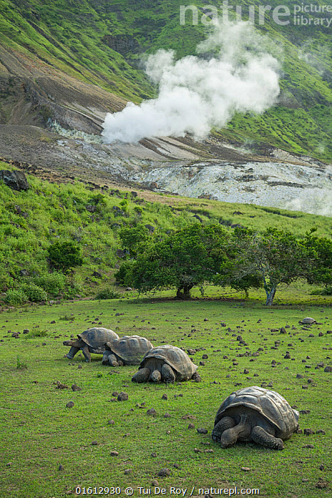 Stock photo of Alcedo giant tortoise (Chelonoidis vandenburghi) group ...