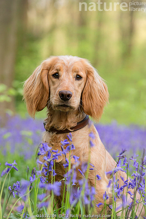 Working cocker spaniel for 2024 sale