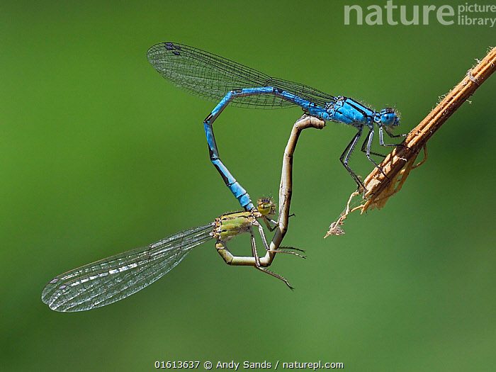 Stock photo of Common blue damselfly (Enallagma cyathigerum) mating ...