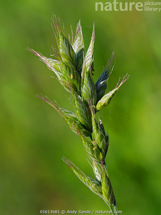 Stock photo of Interrupted brome (Bromus interruptus) very rare grass ...