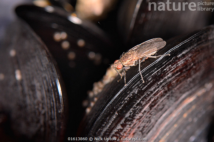 Fly Shell Stock photo of Kelp fly (Fucellia maritima) on Mussel (Mytilus edulis ...