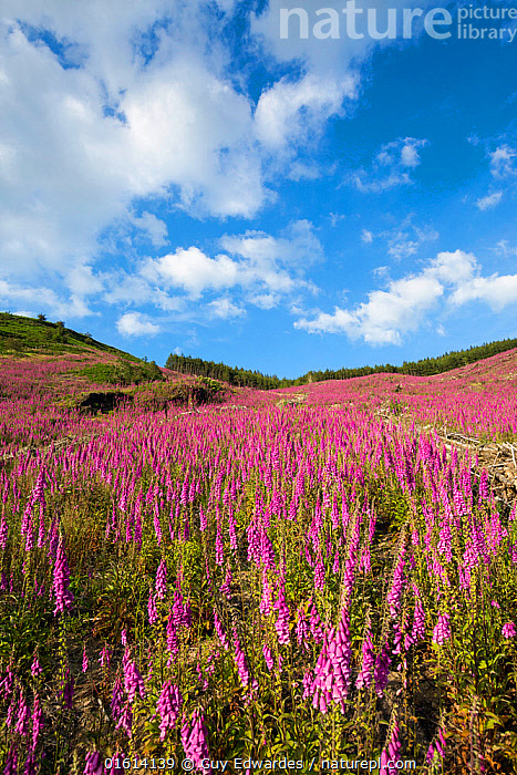 Stock photo of Field of Foxgloves (Digitalis purpurea), Rhayader, Powys ...