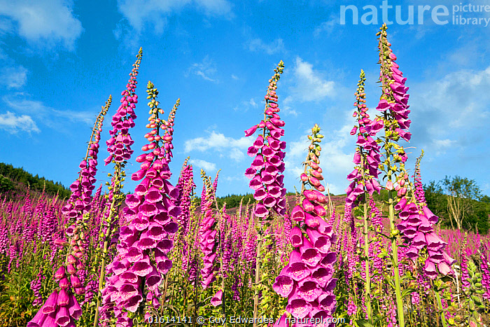 Stock photo of Field of Foxgloves (Digitalis purpurea), Rhayader, Powys ...
