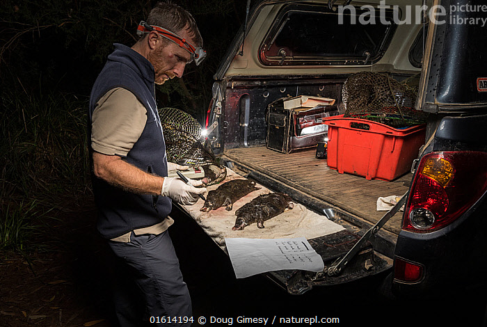 Stock photo of Ecologist analyses five dead platypuses (Ornithorhynchus ...