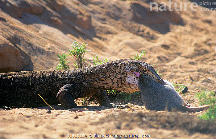 Stock photo of Perentie monitor lizard Varanus giganteus feeding