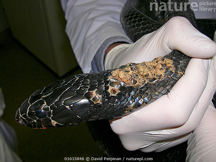 Stock photo of Snake fungal diseases in a wild Eastern indigo snake (Drymarchon couperi